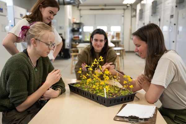 four students examine a box of yellow flowers