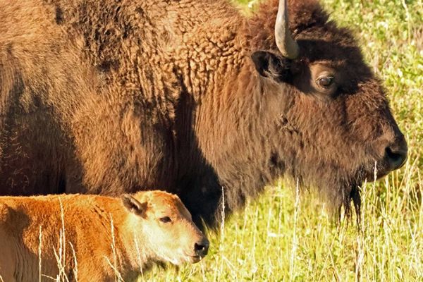 MOLLI Spring Bison Mom and Calf