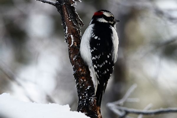 MOLLI Winter Woodpecker