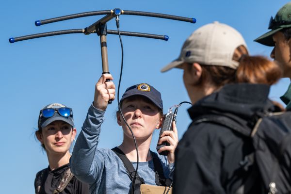 student using telemetry gear for elk research