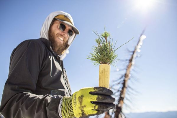 UM graduate student Josh Beisel holds a whitebark pine seedling in Glacier National Park.