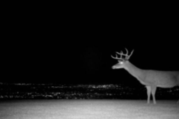 Deer on webcam