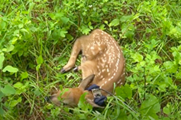 fawn