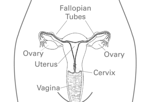 An anatomical diagram of the internal female reproductive anatomy. Includes ovaries, fallopian tubes, uterus, cervix, and vagina.