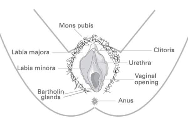Anatomical diagram of the external female anatomy, including the vulva, labia, clitoris, anus, and vagina.