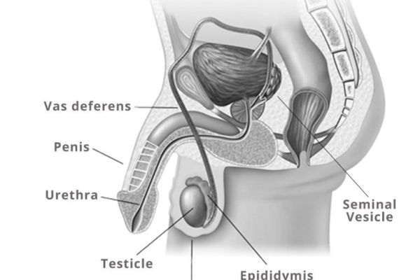 An anatomical diagram displaying a cross section of the male anatomy, including the penis, testicles, urethra, and vas deferens.