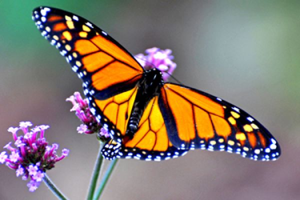 monarch butterfly