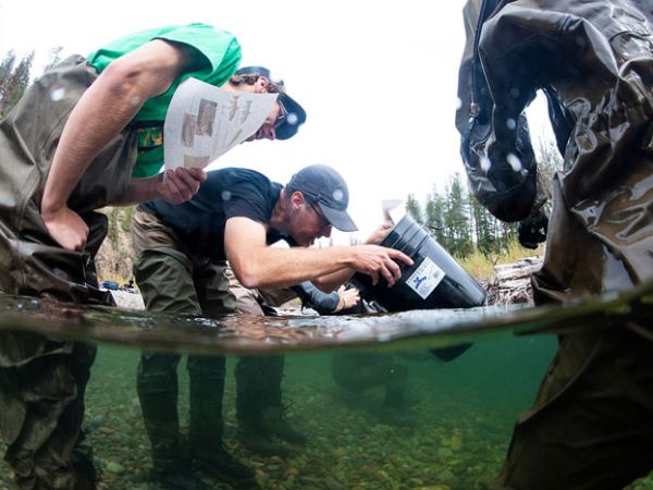 UM Associate Professor Andrew Whiteley demonstrates using a clear-bottom viewing bucket to reveal the life hidden in Rattlesnake Creek. 