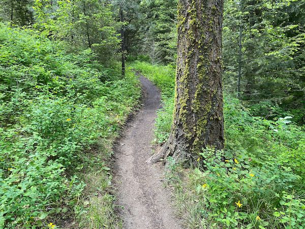 scenes from the trail during a hike in the Rattlesnake