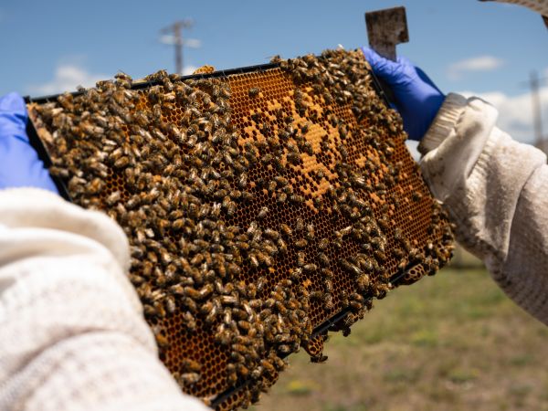 A frame of bees in the hands of a beekeeper.