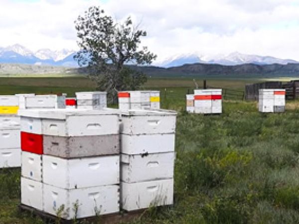 Honey Supers