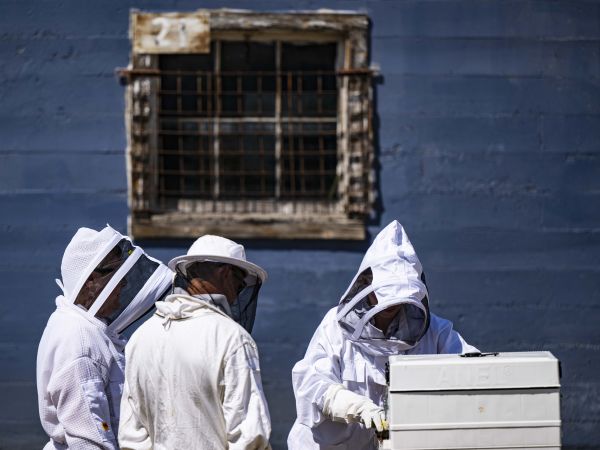 A group of beekeepers working in an apiary.
