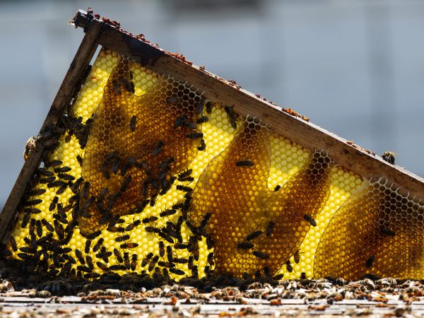 Beehive Frame