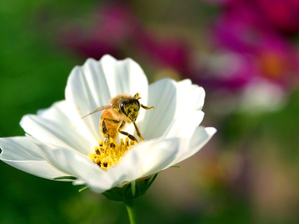 A bee gathering pollen from a white flower.