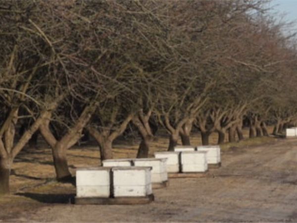Pollinating Hives