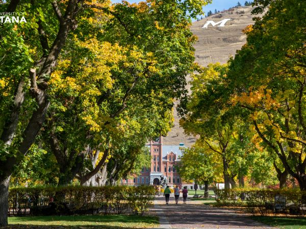 trees during the day on campus