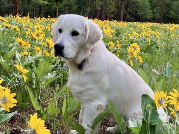 Image of Ollie the dog