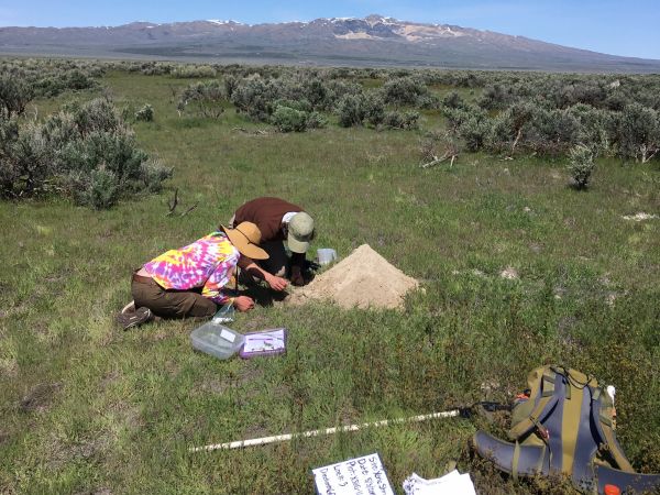 Two people are knelt over a small sand hill in a grassy field collecting data.