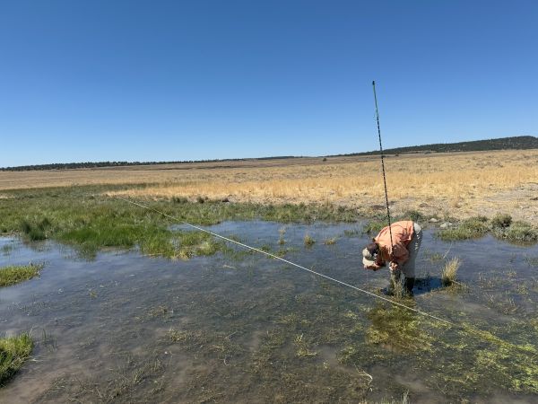 A person collects data in a wetland.