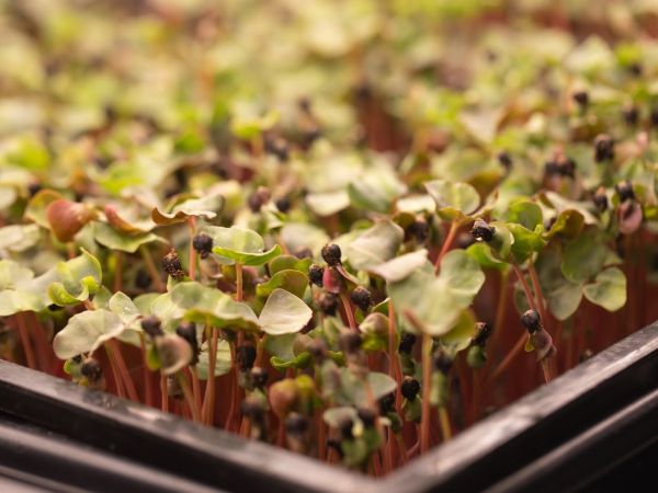 Microgreens