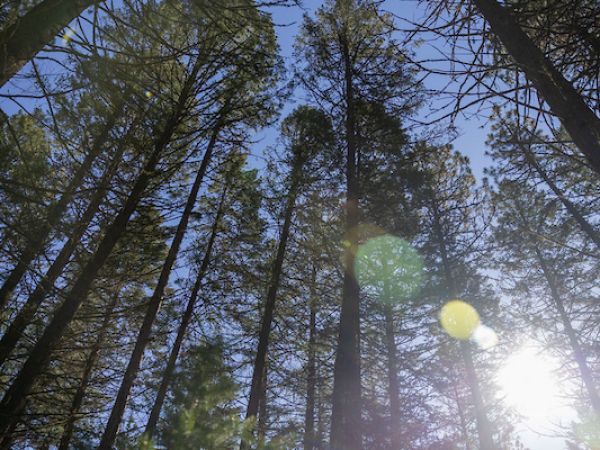 Trees in a forest
