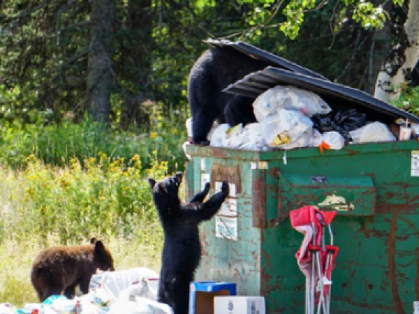 bears digging through dumpsters 