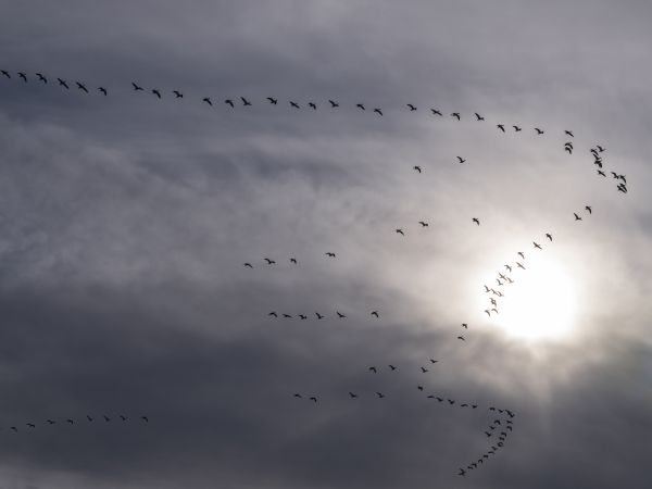 geese flying in a V formation