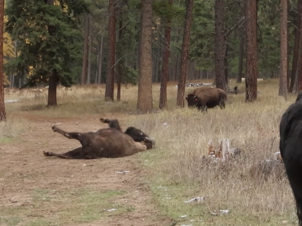 Bison on a ranch