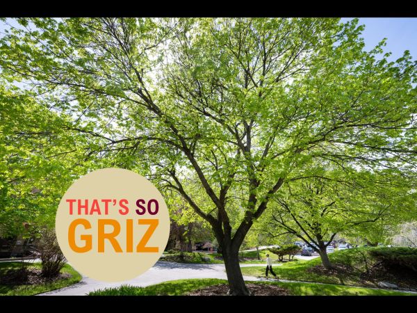 image of woman walking on a sidewalk with large green tries lined on either side