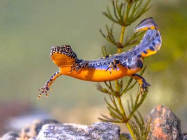 AN orange and purple salamander floats in water.