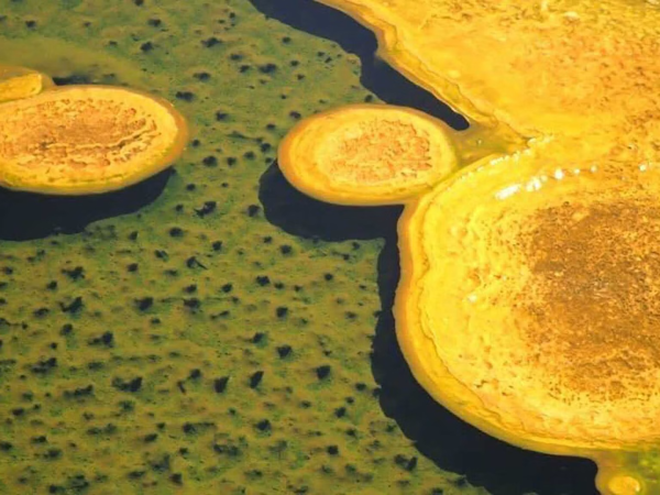 A closeup shot of Yellowstone's soap scum bacteria, an orange-yellow film at the edge of a hot spring.