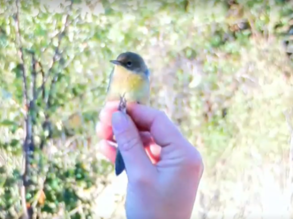 A small songbird is gently held between fingers