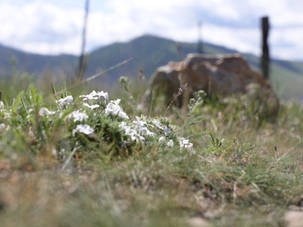 A ground level shot of a cluster of small pale colored flowers.