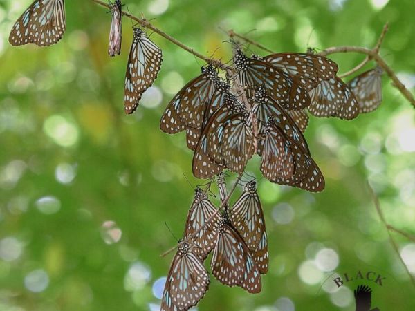 A colony of butterflies huddles on a branch in a tree's canopy.