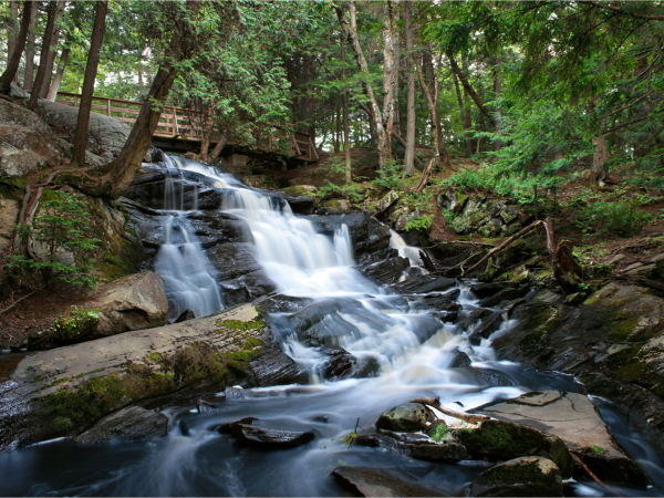 Photo of a stream looking upriver. 