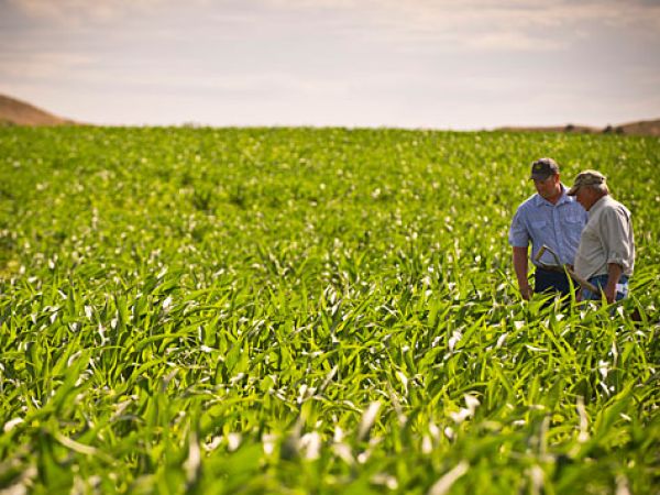 Two farmers stand in a field.