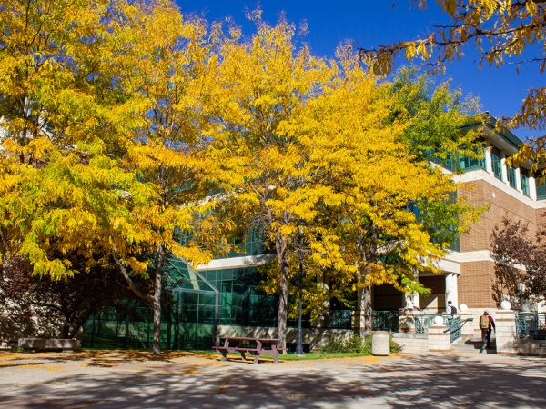 A image of the Gallagher Business Building with leaves changing a bright yellow color out front 