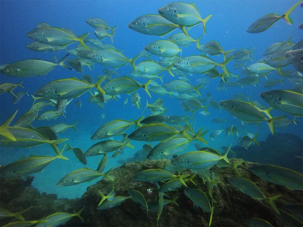 Photo of fish swimming in the ocean.