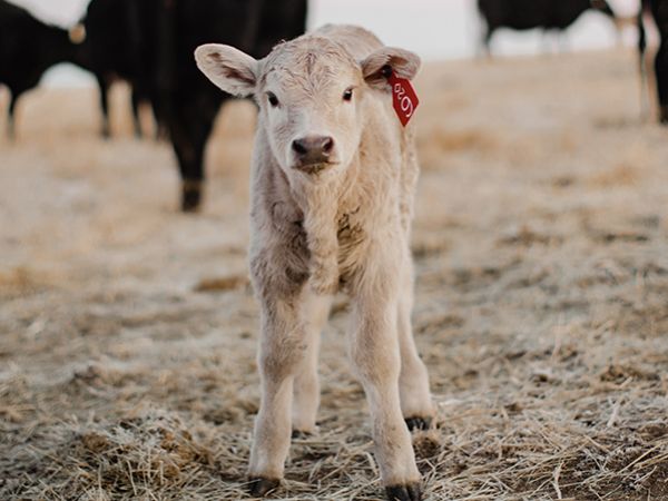 A white, baby calf looks straight at the camera.