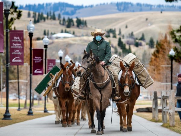 A man in a cowboy hat and green jacket rides atop a mule with some more behind him up a sidewalk on campus