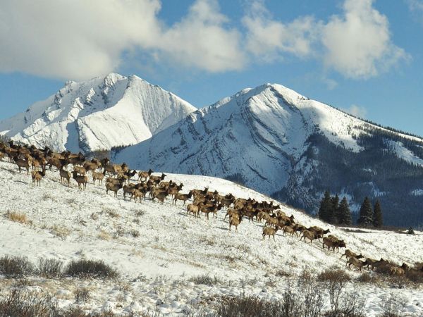 Photo of elk migration