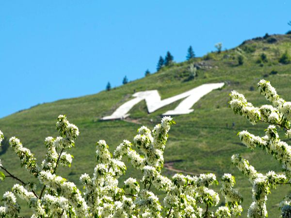 White flowers are seen below the M on Mount Sentinel. 