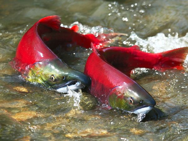 A picture of two salmon on the rocks in shallow water.