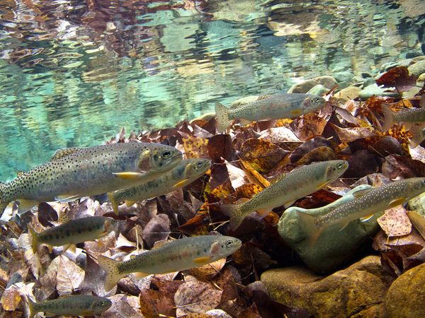 Westslope cutthroat trout and a bull trout swim in the Flathead River system. 