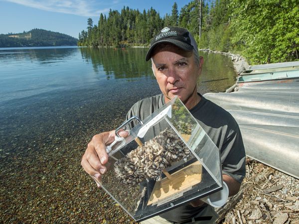 UM researcher Jim Elser holds a display of a pipe coated in invasive mussels on the shores of Flathead Lake.