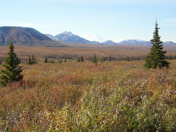 A picture of the boreal-tundra tree line near Denali, Alaska. 