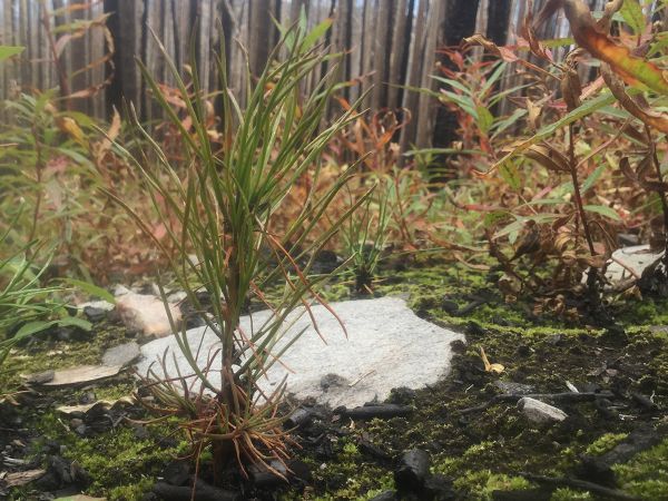 Picture of an evergreen seedling