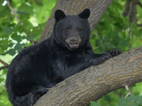 Photo of bear in tree in Missoula