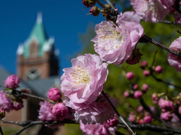 flowers bloom before Main Hall at UM
