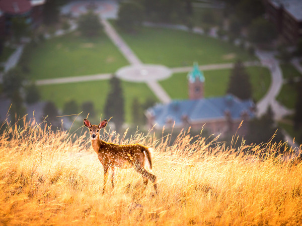 A fawn grazes on Mount Sentinel above the UM campus.